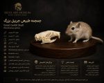 جمجمه طبیعی جربیل بزرگ مدل 1 / Great Gerbil Skull model-1 - Image 9