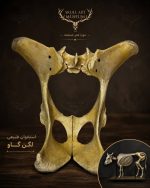 استخوان طبیعی لگن گاو مدل 1 / model-1