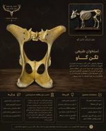 استخوان طبیعی لگن گاو مدل 1 / model-1 - Image 8