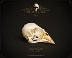 جمجمه طبیعی قناری - مدل 75/  Canary Skull model -75