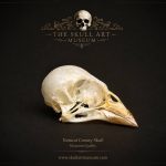 جمجمه طبیعی قناری - مدل 75/  Canary Skull model -75