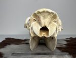 جمجمه طبیعی شتر شماره 1 / Camel-model-1 - Image 2