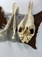 جمجمه طبیعی شتر شماره 1 / Camel-model-1 - Image 4