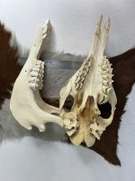جمجمه طبیعی شتر شماره 1 / Camel-model-1 - Image 5