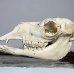 جمجمه طبیعی شتر شماره 1 / Camel-model-1