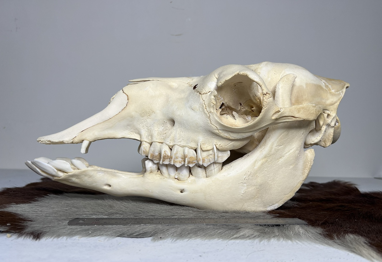 جمجمه شتر جمجمه طبیعی شتر شماره 1 / Camel-model-1 - Image 1