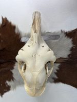 جمجمه طبیعی شتر شماره 1 / Camel-model-1 - Image 7