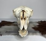 جمجمه طبیعی شتر شماره 1 / Camel-model-1 - Image 8