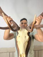 پک کامل جمجمه و شاخ گوزن مرال 16 خال با شاسی چوبی دیواری - maral-model-166 - Image 8