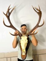 پک کامل جمجمه و شاخ گوزن مرال 16 خال با شاسی چوبی دیواری - maral-model-166 - Image 7
