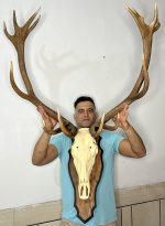 پک کامل جمجمه و شاخ «جدید» گوزن مرال 16 خال زیبا با شاسی چوبی دیواری - maral-model-1600 - Image 3