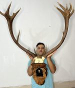 پک کامل جمجمه و شاخ «جدید» گوزن مرال 16 خال زیبا با شاسی چوبی دیواری - maral-model-1600 - Image 4