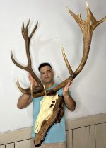 پک کامل جمجمه و شاخ «جدید» گوزن مرال 16 خال زیبا با شاسی چوبی دیواری - maral-model-1600 - Image 5