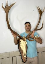 پک کامل جمجمه و شاخ «جدید» گوزن مرال 16 خال زیبا با شاسی چوبی دیواری - maral-model-1600 - Image 6