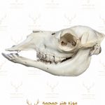 جمجمه طبیعی شتر شماره 4 / Camel-model-4