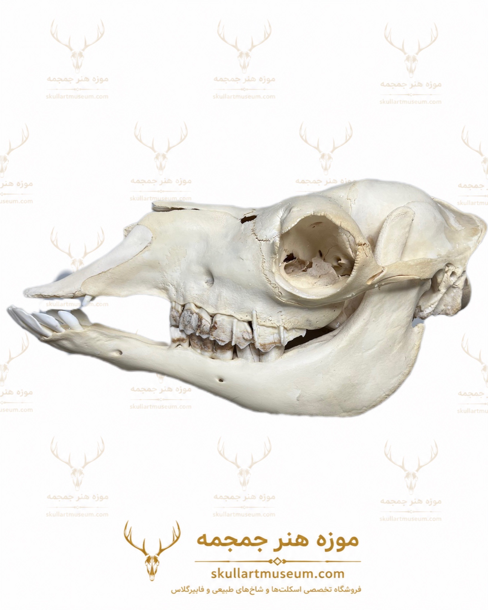جمجمه شتر جمجمه طبیعی شتر شماره 4 / Camel-model-4 - Image 1