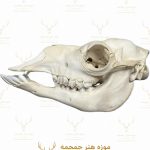 جمجمه طبیعی شتر شماره 3 / Camel-model-3
