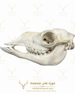 جمجمه طبیعی شتر شماره 3 / Camel-model-3