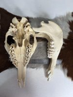 جمجمه طبیعی شتر شماره 3 / Camel-model-3 - Image 2
