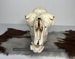 جمجمه طبیعی شتر شماره 3 / Camel-model-3 - Image 3