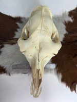 جمجمه طبیعی شتر شماره 3 / Camel-model-3 - Image 6
