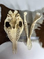 جمجمه طبیعی شتر شماره 3 / Camel-model-3 - Image 7
