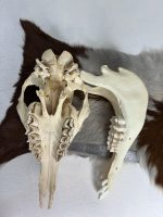 جمجمه طبیعی شتر شماره 4 / Camel-model-4 - Image 2