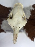 جمجمه طبیعی شتر شماره 4 / Camel-model-4 - Image 4
