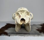 جمجمه طبیعی شتر شماره 4 / Camel-model-4 - Image 5