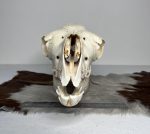 جمجمه طبیعی شتر شماره 4 / Camel-model-4 - Image 7