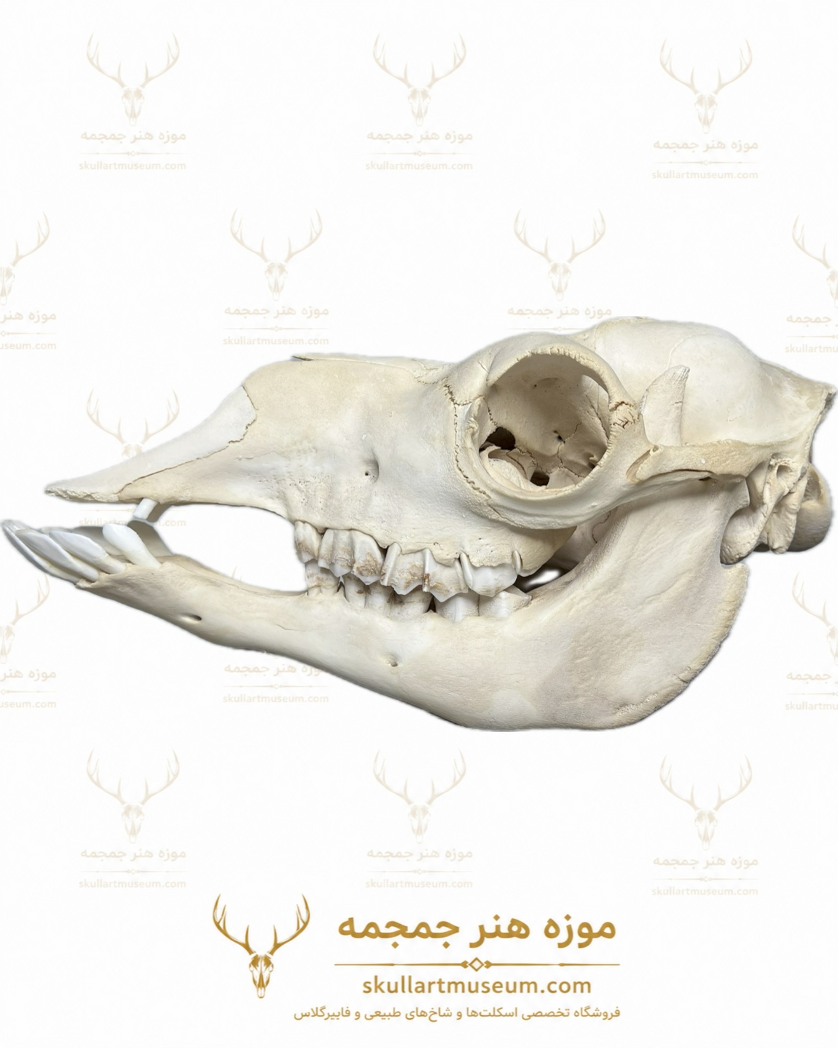 جمجمه شتر جمجمه طبیعی شتر شماره 3 / Camel-model-3 - Image 1