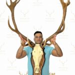 پک کامل جمجمه و شاخ «جدید» گوزن مرال 16 خال زیبا با شاسی چوبی دیواری - maral-model-1600