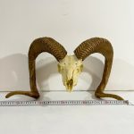 جمجمه و شاخ قوچ اوریال - Urial-model-1 - Image 2