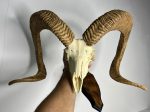 جمجمه و شاخ قوچ اوریال - Urial-model-1 - Image 10