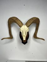 جمجمه و شاخ قوچ اوریال - Urial-model-1 - Image 11