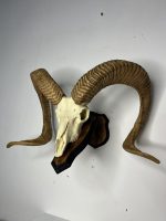 جمجمه و شاخ قوچ اوریال - Urial-model-1 - Image 3