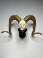 جمجمه و شاخ قوچ اوریال - Urial-model-1 - Image 4
