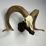 جمجمه و شاخ قوچ اوریال - Urial-model-1
