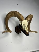 جمجمه و شاخ قوچ اوریال - Urial-model-1
