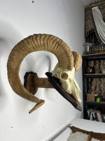 جمجمه و شاخ قوچ اوریال - Urial-model-1 - Image 6