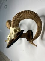 جمجمه و شاخ قوچ اوریال - Urial-model-1 - Image 7