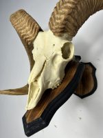 جمجمه و شاخ قوچ اوریال - Urial-model-1 - Image 8