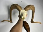 جمجمه و شاخ قوچ اوریال - Urial-model-1 - Image 9