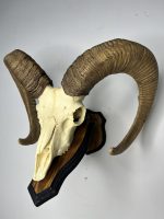 جمجمه و شاخ قوچ لارستان -Laristan-model-1 - Image 5