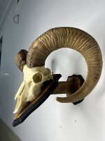 جمجمه و شاخ قوچ لارستان -Laristan-model-1 - Image 3