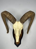 جمجمه و شاخ قوچ لارستان -Laristan-model-1 - Image 2