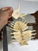 لاک طبیعی لاکپشت مدل - 92 / turtle-92 - Image 5